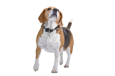 小猎犬号