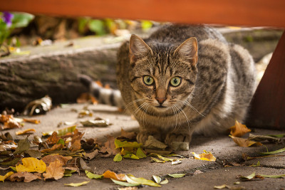 跟踪猫