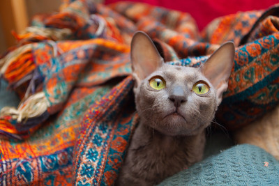 美丽的卷毛猫生气地看着镜头