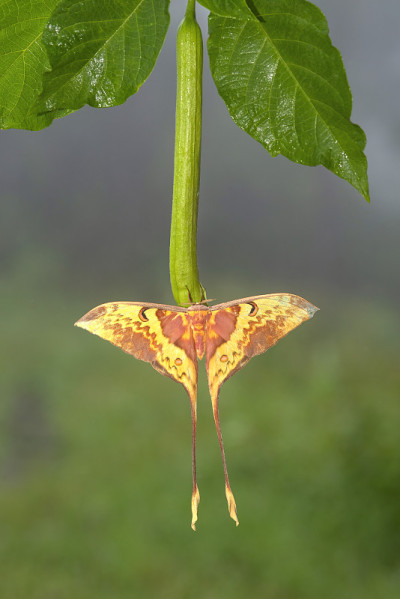 一只美丽的蛾子栖息在一束绿色的花上。Actias maenas蛾