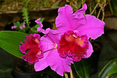 美丽的兰花Brassolaeliocattleya