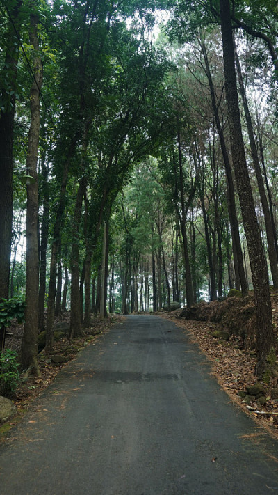 松树森林