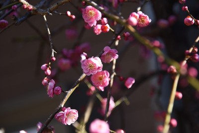 梅花盛开