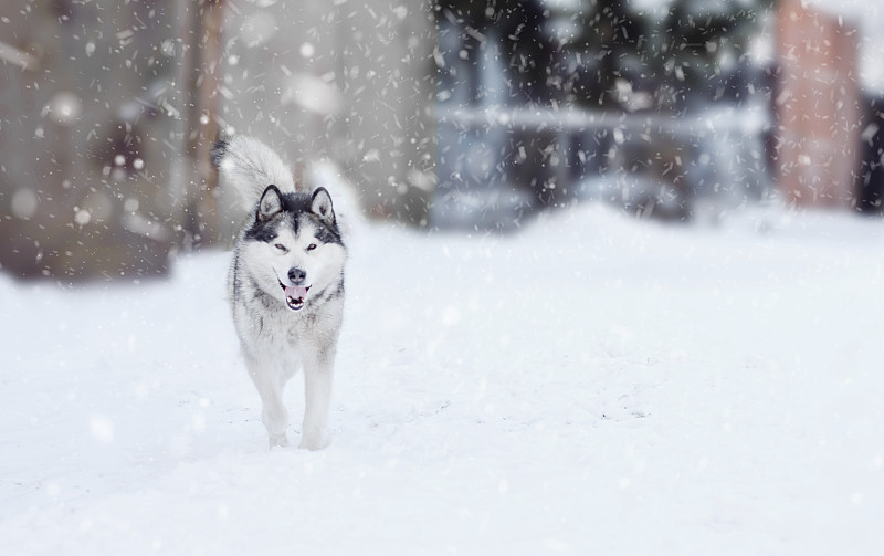 养狗的阿拉斯加雪橇犬在冬天散步。