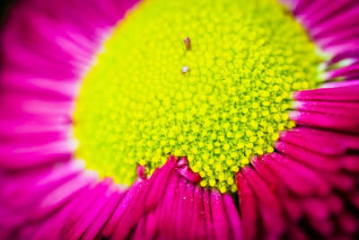 花盛开
