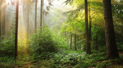 阳光照射在有丰富植被的薄雾森林里。德国奥斯纳布吕克