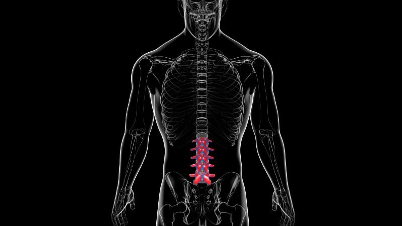 人体骨骼、脊柱、腰椎解剖学