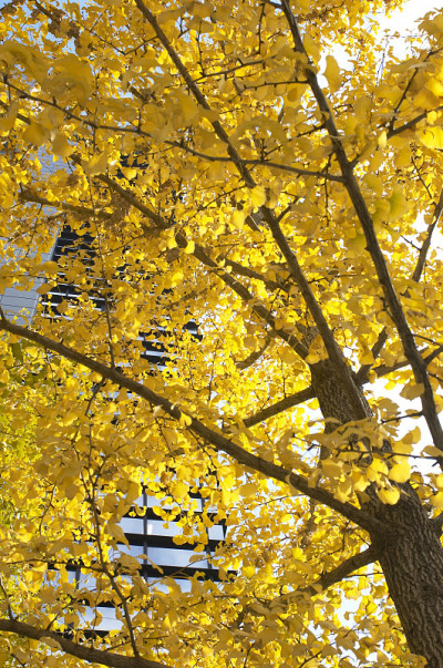 Mido-Ginkgo biloba
