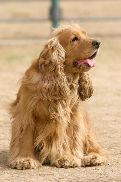 英国可卡犬