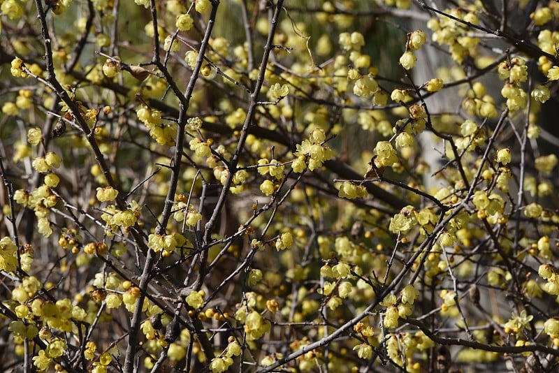 梅花(日本多香果)花