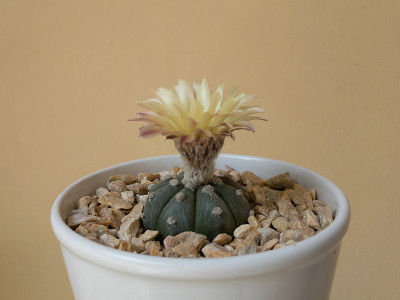 星形植物星形仙人掌与黄色与红色的基础花盆栽在一个美丽的装饰陶瓷花盆孤立的背景