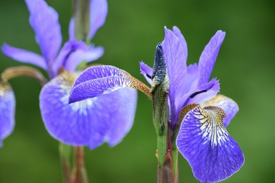 花蕾周围的花瓣