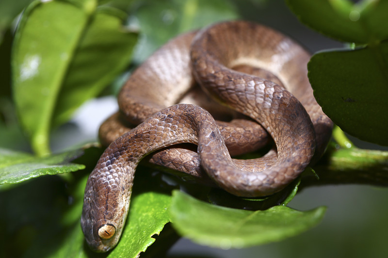 吃蛞蝓的龙骨蛇(Pareas carinatus)是蛇科的一种。它在东南亚比较普遍