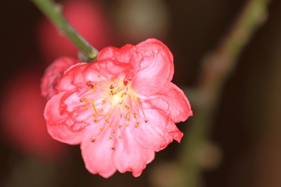 香港的梅花在春天开花