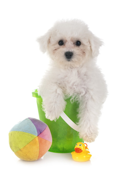 小卷毛比雄犬