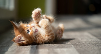 顽皮的小红猫在阳光下打滚