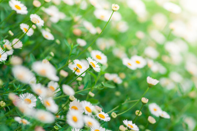 白色小雏菊