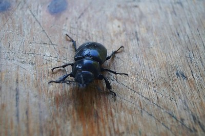 风筝(Lucanus Cervus)