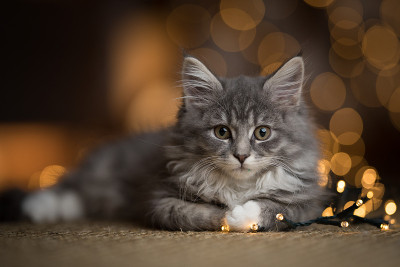缅因猫圣诞肖像