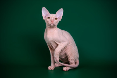 唐·斯芬克斯猫的彩色背景