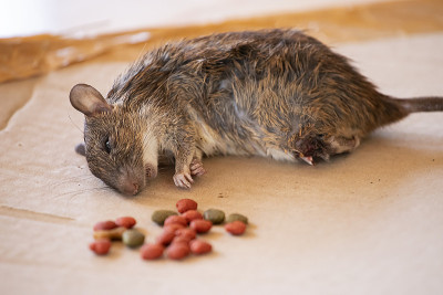 这只老鼠被毒死了。