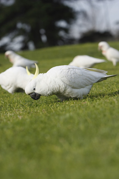 鹦鹉,Corella
