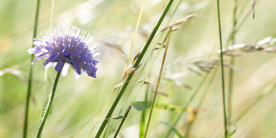 夏日阳光明媚的草地上，娇嫩的白蜡花在草地上