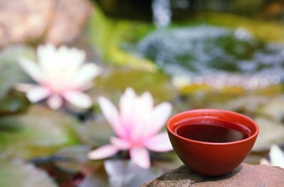 中国红茶茶园