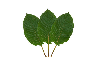 三叶草(kratom)， kratom是泰国草药，鼓励健康。在白色背景上隔离