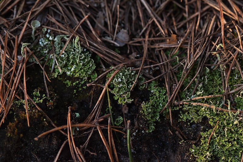 Macrophotography. Moss and lichen.