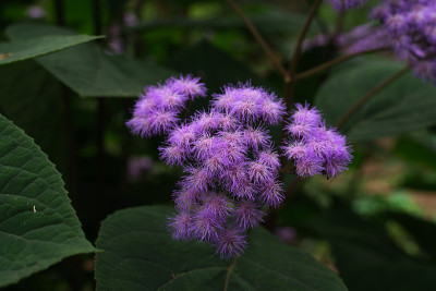 藿香牙线花