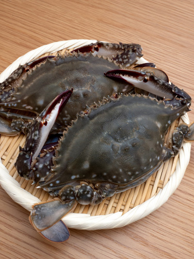 可食用的活加米蟹