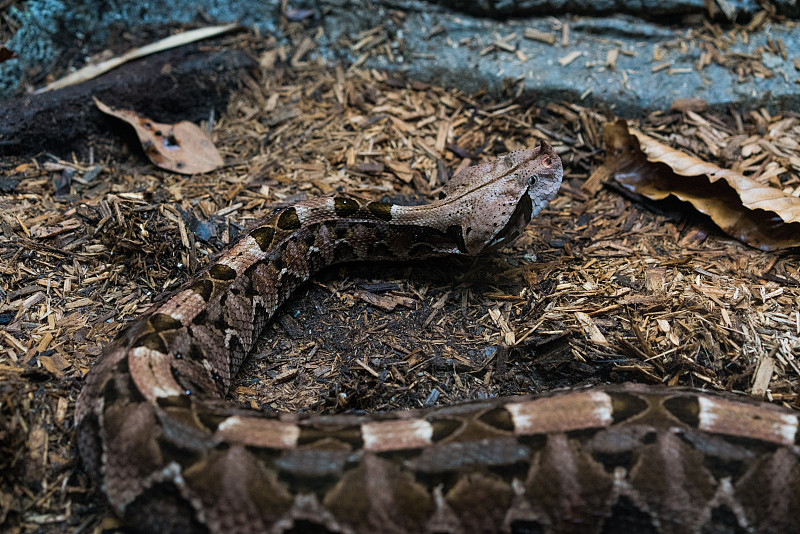 加蓬蝰蛇(Bitis gabonica rhinoceros)是西非特有的一种毒蛇亚种。它与指定的亚