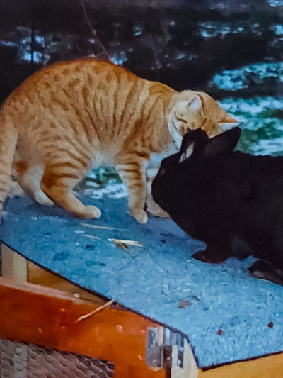 兔子——兔子和猫互相嗅着对方