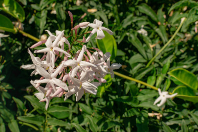 茉莉花(茉莉花)，盛开