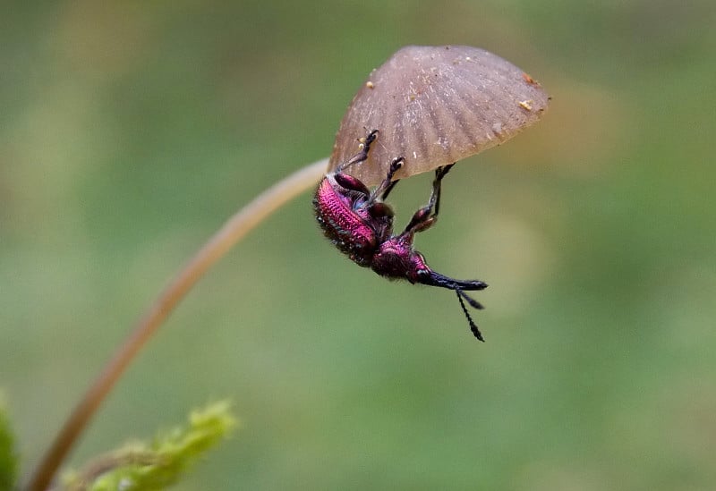 甲虫在蘑菇