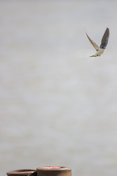 河豚(Tachycineta albiventer)