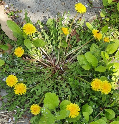 蒲公英的花