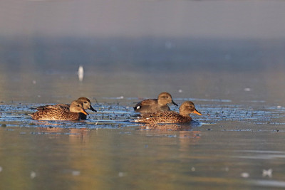 鸭鸭- Gadwall (Mareca strepera)。
