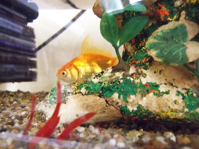 水族馆当地人