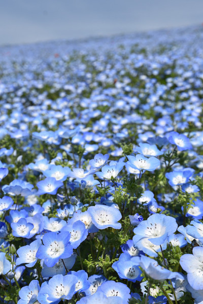 凤仙花，著名的春花