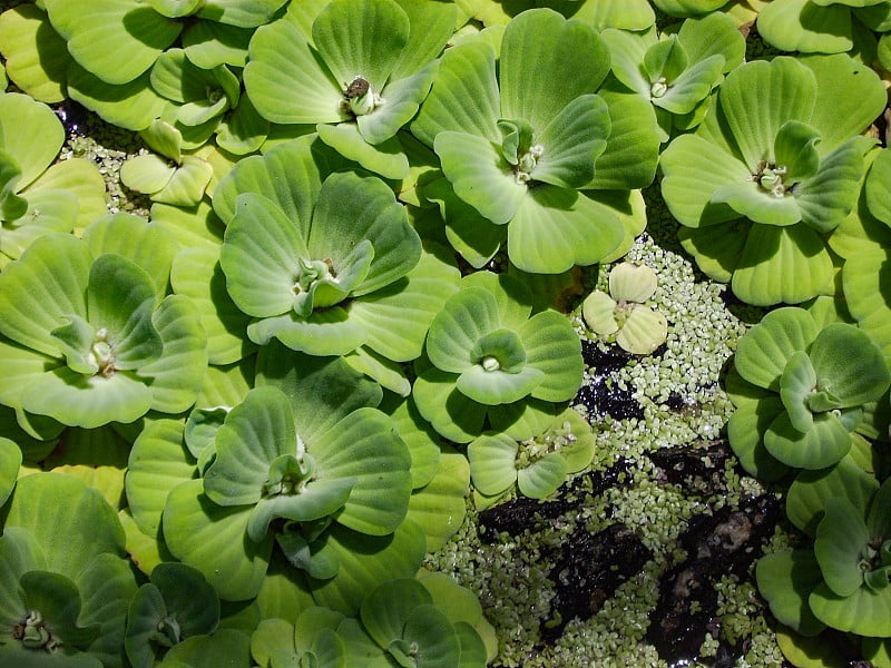 石杉属植物，绿色小花