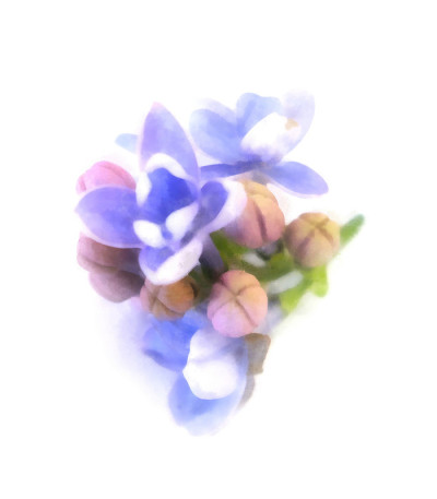 蓝色丁香油画透视，画新鲜娇嫩的花朵和花瓣，孤立在白色的背景