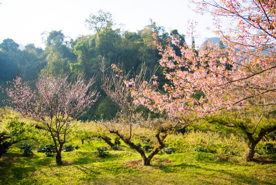野喜玛拉雅樱桃和李子树在Doi Ang Khang
