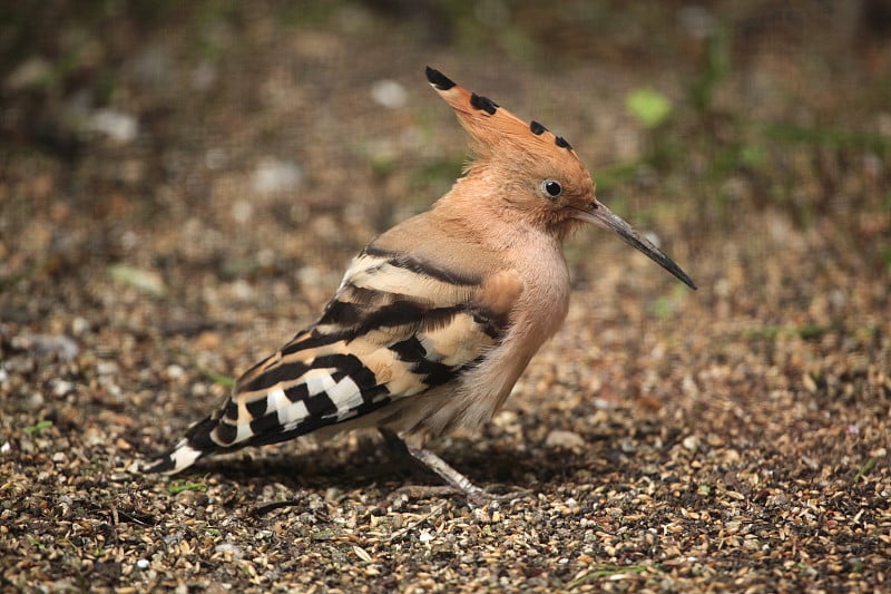 Eurasian hoopoe (Upupa epops)是Eurasian。