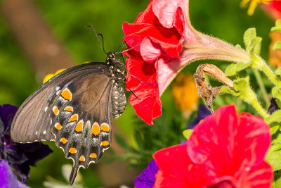 凤蝶(Papilio trolius)