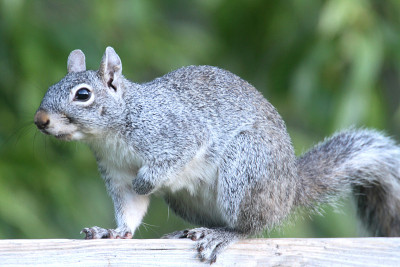 亚利桑那灰松鼠(Sciurus Arizona)