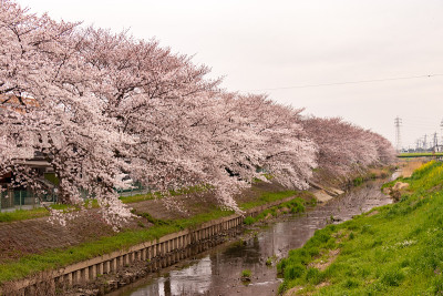 日本埼玉县霞部市仙根堀河上的樱花