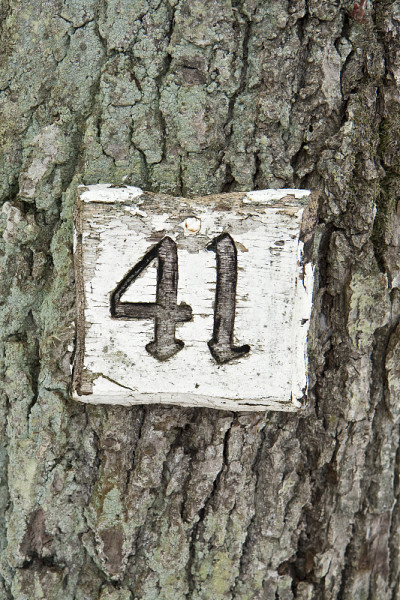 41号