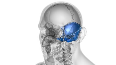 人类骨骼、头骨、枕骨解剖学的医学概念